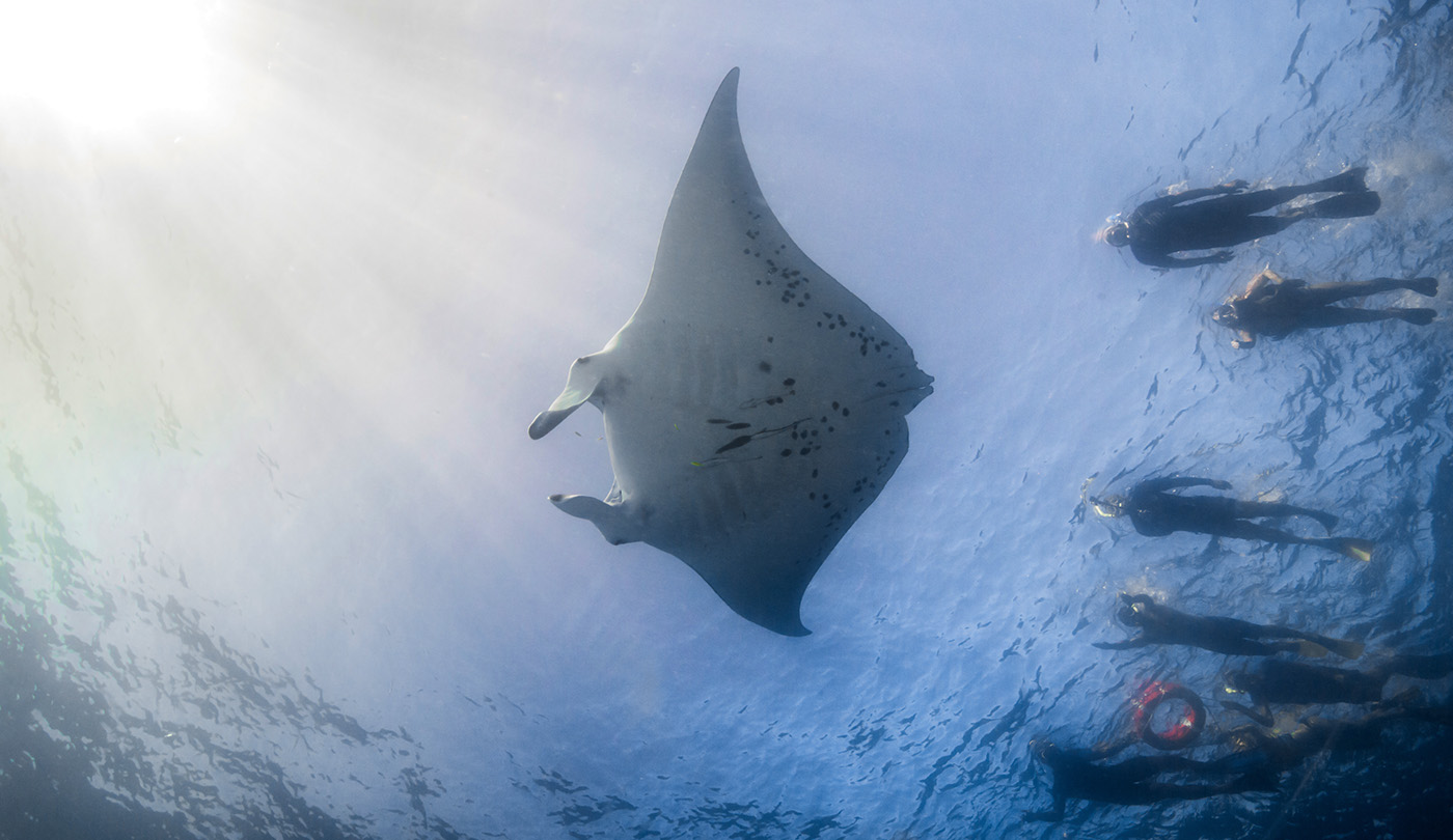 Manta Ray