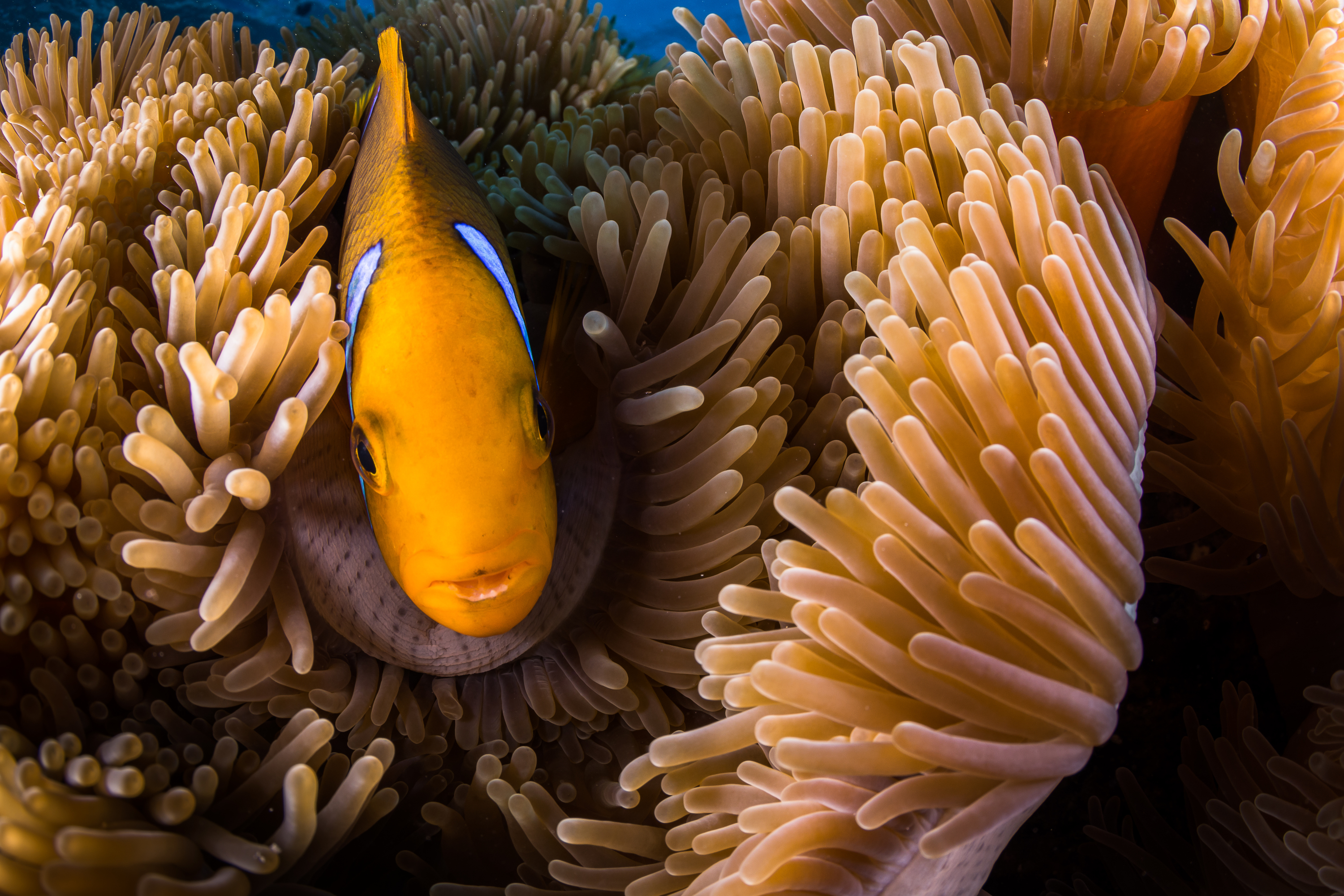 P2_11_DSC_2972 © Grégory Lecoeur