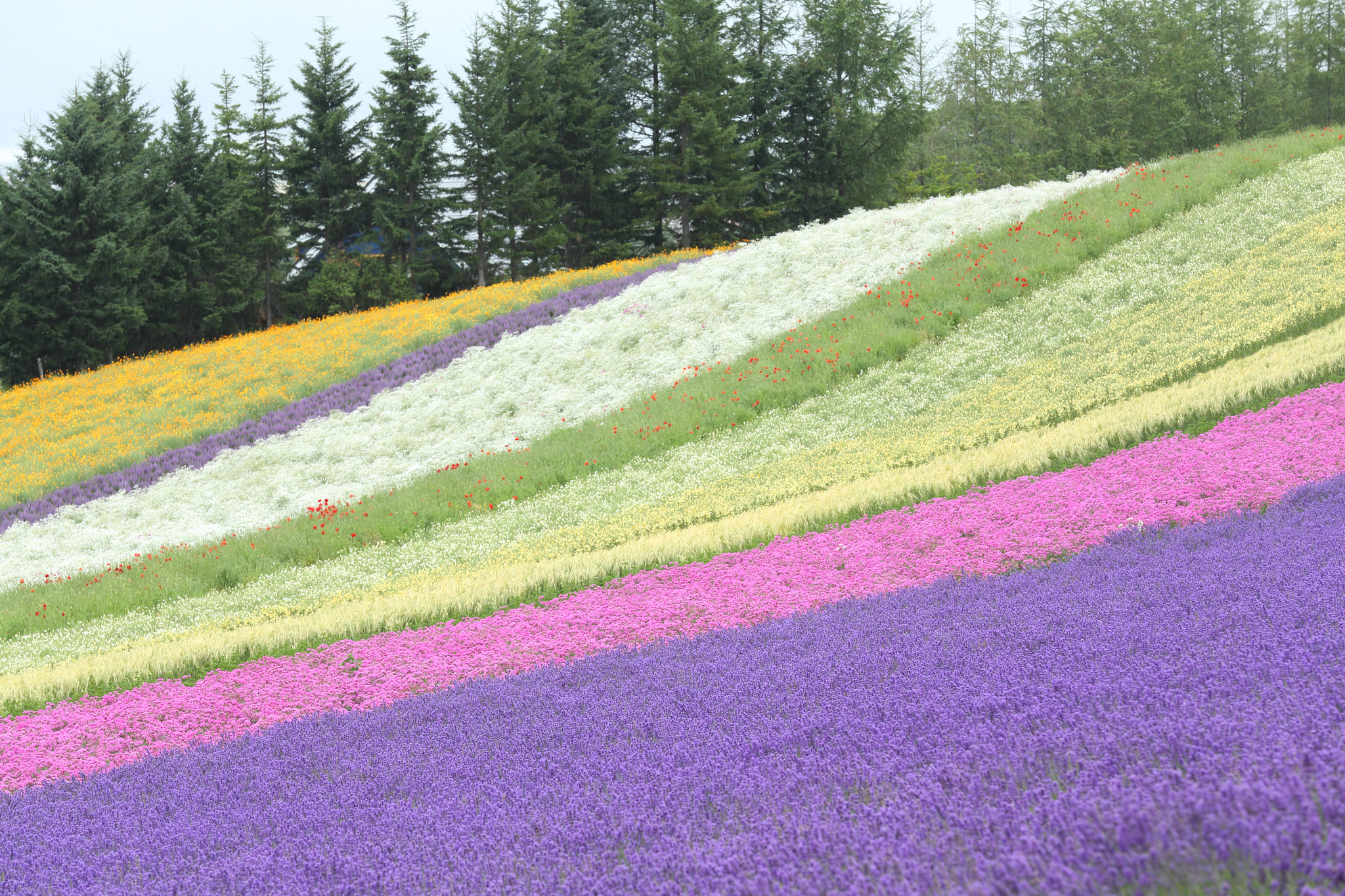 Lavender Field copyright Farm Tomita JNTO
