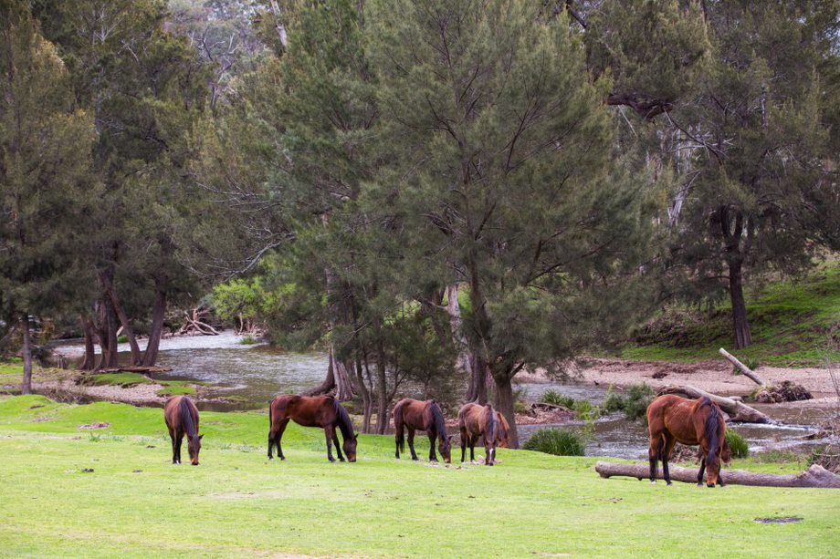 TURON GATES horseriding 2