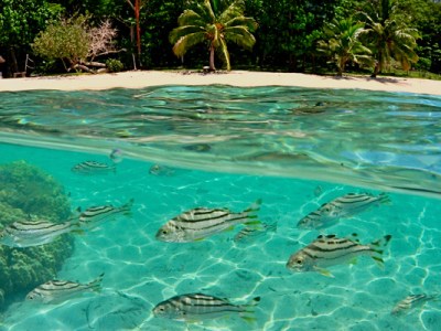 The Best of Tavenui&nbsp;Island